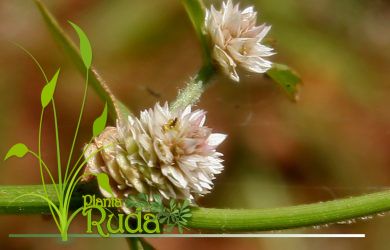 Alternanthera Sessilis