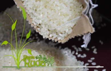 arroz verde de la suerte 390x250 - Arroz Verde De La Suerte; Descubre su Poder