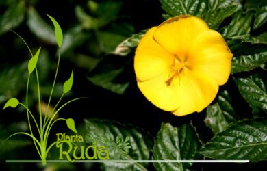 damiana conoce sus beneficios 390x250 - Damiana; Conoce sus beneficios