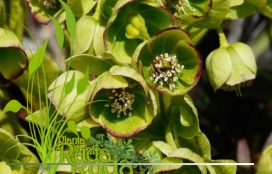 Eleboro (Helleborus foetidus)