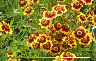 flores coreopsis que debo saber 390x250 - Flores Coreopsis; Qu&eacute; debo saber