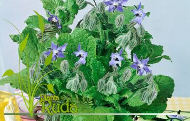 flores de borraja conoce su 390x250 - Flores De Borraja; Conoce su poder