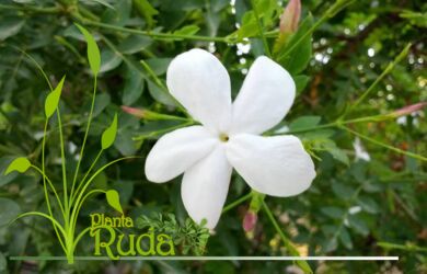 flores de jazmin qu 390x250 - Flores De Jazm&iacute;n; Qu&eacute; debo saber
