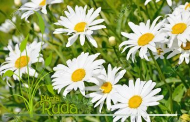 flores de manzanilla manzanilla conoce 390x250 - Flores De Manzanilla (Manzanilla); Conoce su poder