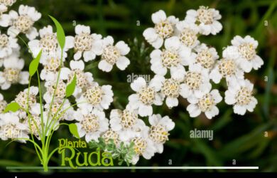 flores de milenrama lo que 390x250 - Flores De Milenrama; Lo que debes conocer