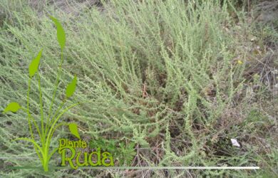hierba de artemisa artemisia propiedades 390x250 - Hierba De Artemisa (Artemisia); Propiedades y Usos