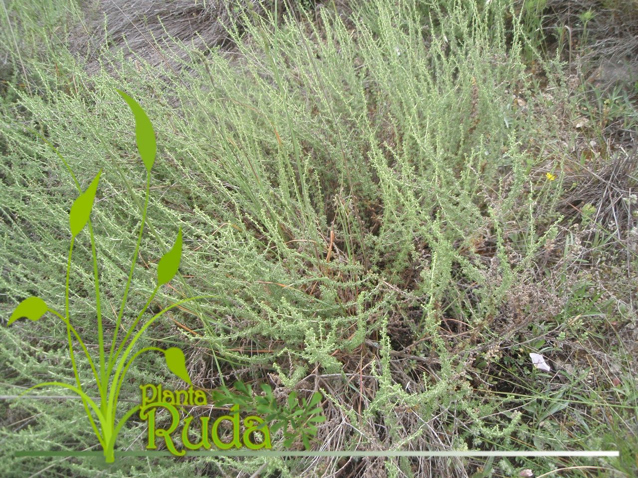 hierba de artemisa artemisia propiedades - Hierba De Artemisa (Artemisia); Propiedades y Usos
