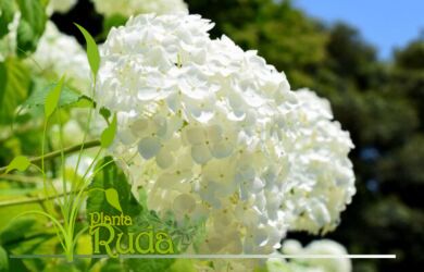 hierba de masterwort master root 1 390x250 - Hierba de Masterwort (Master Root); Propiedades y Usos