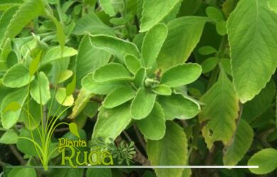 hoja de boldo lo que 390x250 - Hoja De Boldo; Lo que debes conocer
