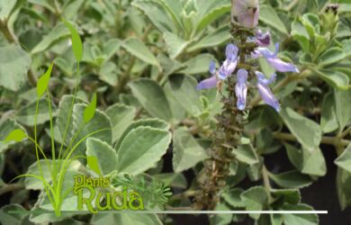 hoja de gayuba propiedades y 390x250 - Hoja De Gayuba; Propiedades y Usos