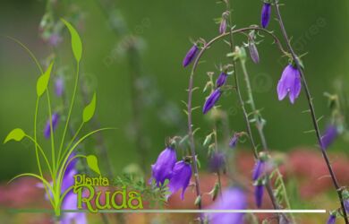 hoja de violeta cortada y 7 390x250 - Hoja De Violeta Cortada Y Tamizada; Conoce sus beneficios