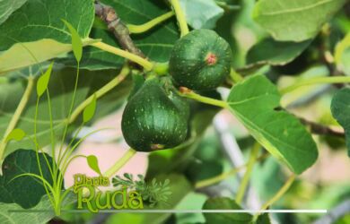 hojas de limon descubre su 390x250 - Hojas De Limon; Descubre su Poder