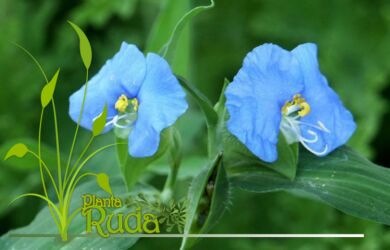 mala hierba nudos propiedades y 390x250 - Mala Hierba Nudos; Propiedades y Usos