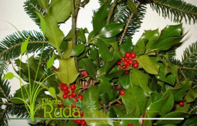 muerdago que debo saber 390x250 - Mu&eacute;rdago; Qu&eacute; debo saber