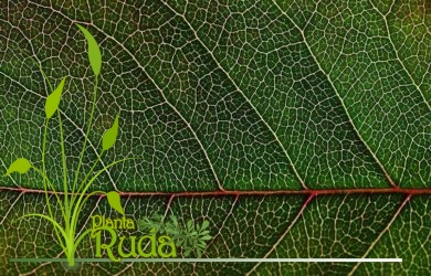 10 Plantas para Atraer Amor, Alegr&iacute;a y Prosperidad