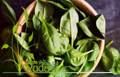 Propiedades medicinales de la albahaca