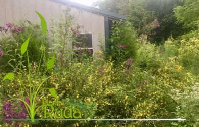 raiz de jezabel propiedades 5 390x250 - Ra&iacute;z De Jezabel; Propiedades y Usos