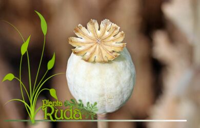 semillas de amapola lo que 390x250 - Semillas De Amapola; Lo que debes conocer