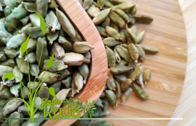 semillas de cardamomo lo que 390x250 - Semillas De Cardamomo; Lo que debes conocer