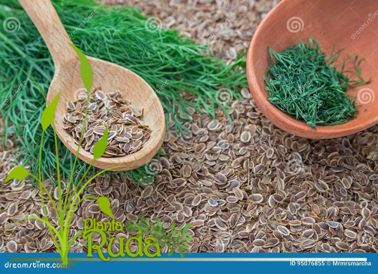 semillas de comino usos y - Semillas De Comino; Usos y Beneficios