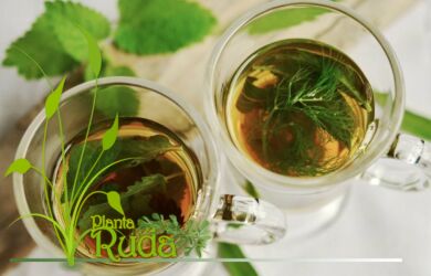 semillas de hinojo que debo 390x250 - Semillas De Hinojo; Qu&eacute; debo saber