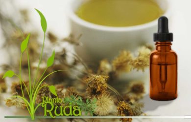 T&eacute; de &aacute;rnica