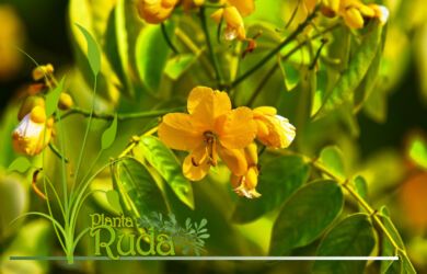 vainas de sen conoce su 1 390x250 - Vainas De Sen; Conoce su poder