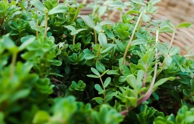 yerba santa conoce sus beneficios 390x250 - Yerba Santa; Conoce sus beneficios